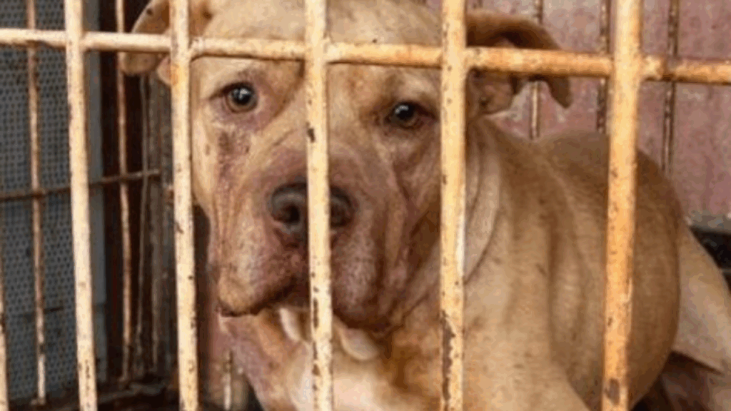 Goiás: criança perde a vida após ataque de cão dentro de casa