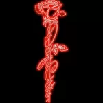 Capa do single de Doja Cat com Rosa-vermelha em fundo preto